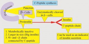 C-Peptid-Synthese